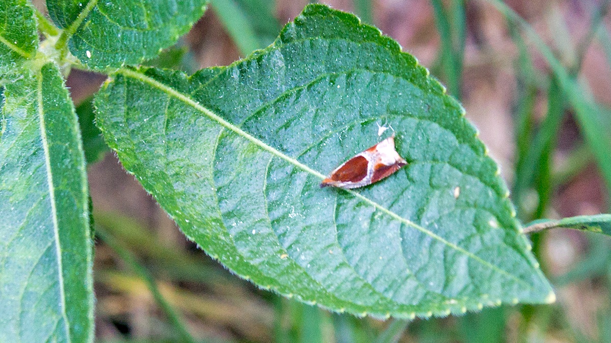 Buckthorn Roller [Ancylis unculana]