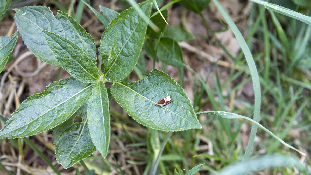 Dog's Mercury [Mercurialis perennis]