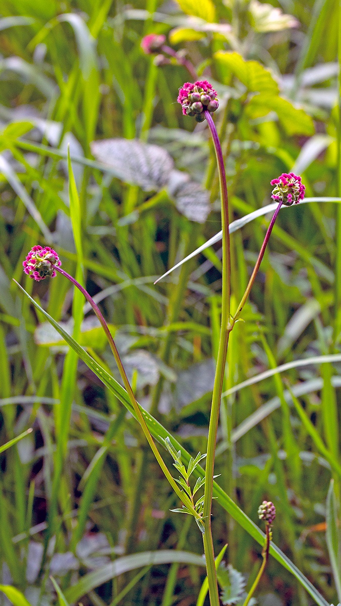 Salad Burnet [Sanguisorba minor]