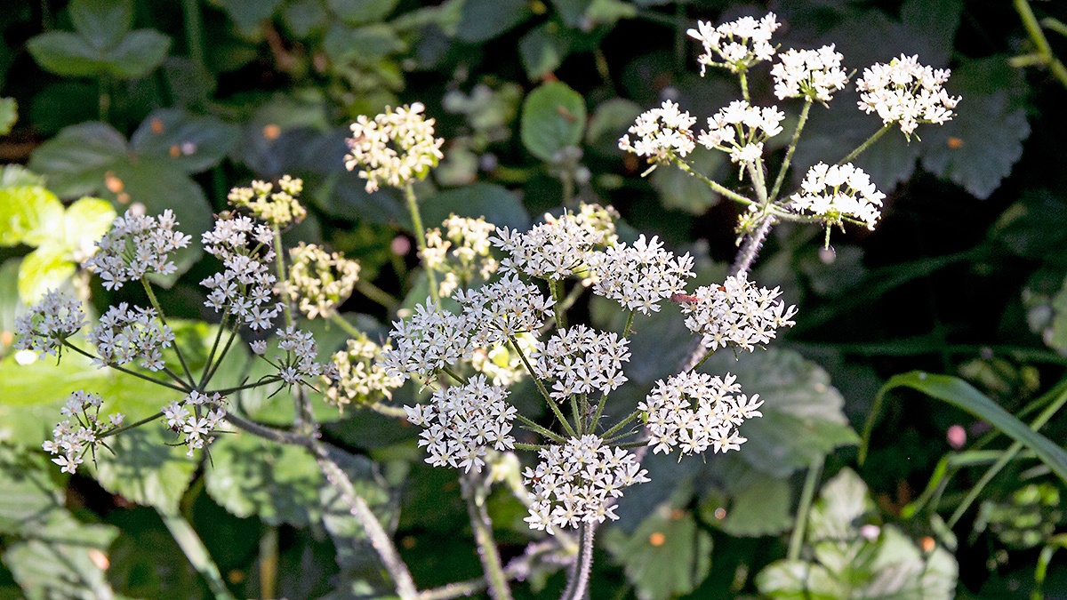 Common Hogweed [Heracleum sphondylium]