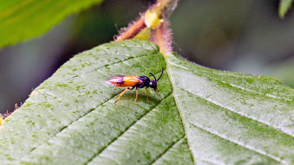 Bramble Sawfly [Arge cyanocrocea]