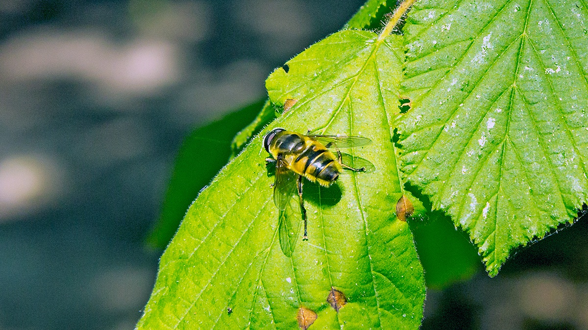 Death's Head Fly (or Batman Hoverfly) [Myathropa florea]