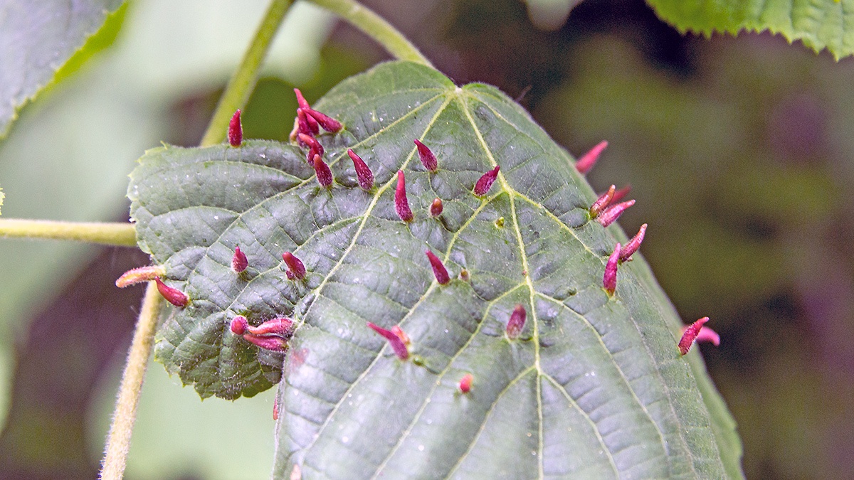 Lime Nail Gall Mite [Eriophyes tiliae]