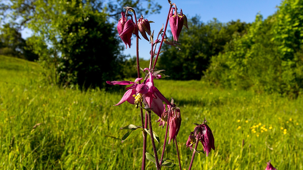 Common Columbine [Aquilegia vulgaris]