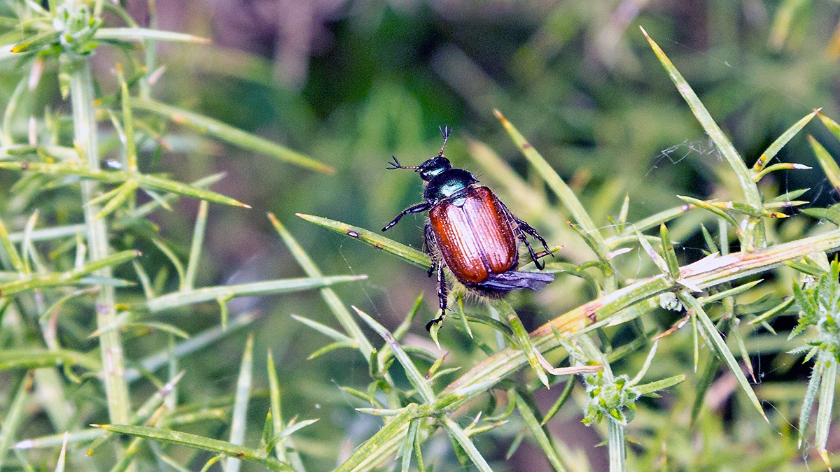 Garden Chafer [Phyllopertha horticola]