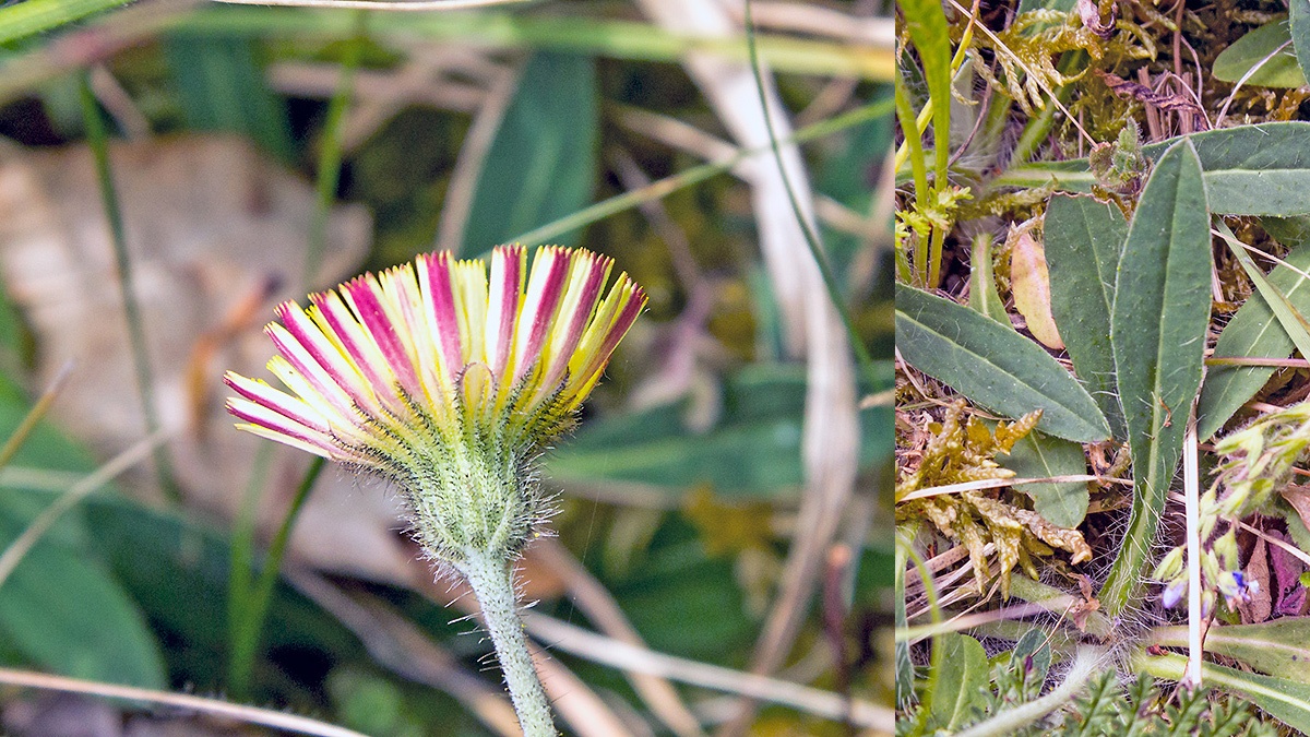 Mouse-ear Hawkweed [Pilosella officinarum]
