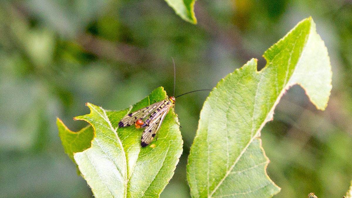Common Scorpionfly [Panorpa communis]