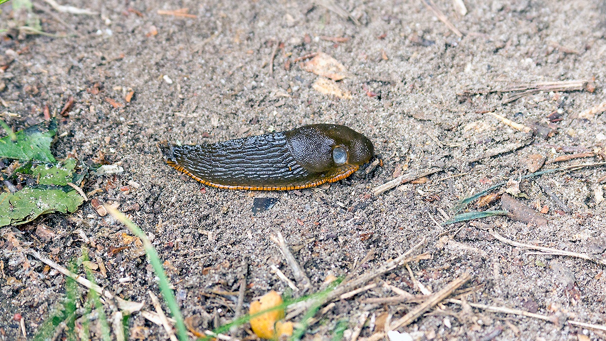 Black Slug [Arion ater agg.]