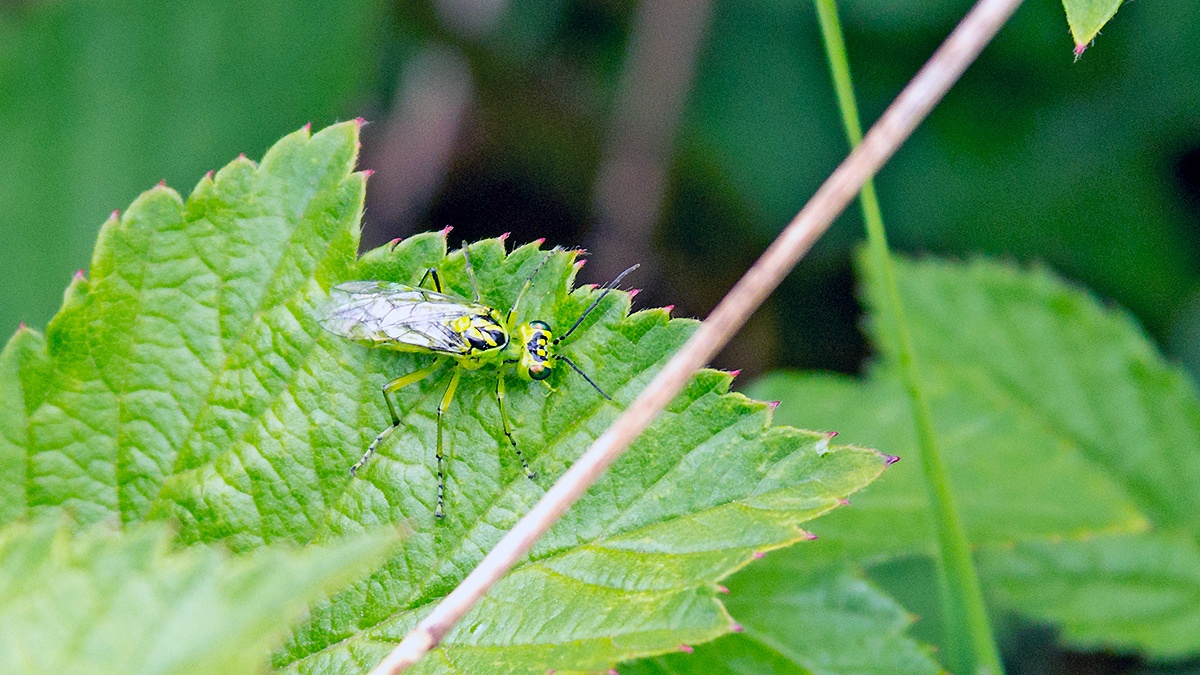 Broad-striped Rhogogaster [Rhogogaster scalaris]