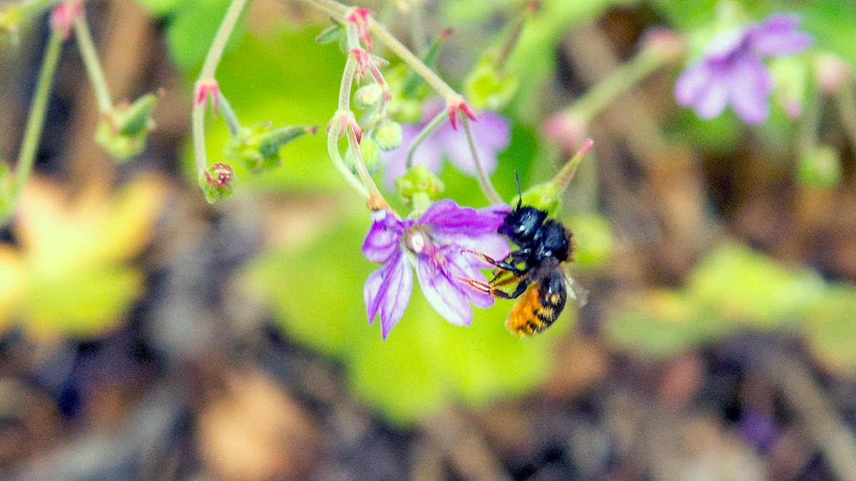 Patchwork Leafcutter Bee [Megachile centuncularis]