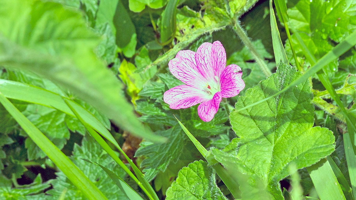 Druce's Cranesbill [Geranium endressii x versicolor]