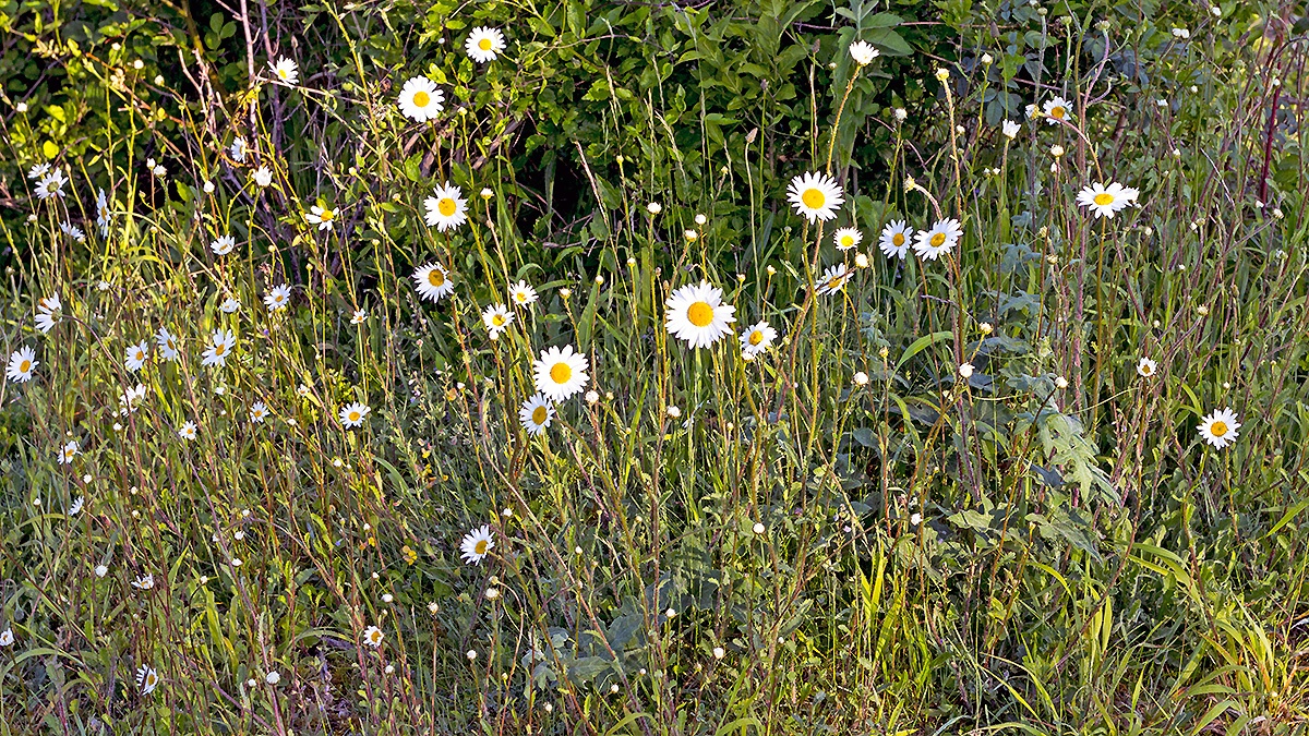 Ox-eye Daisy [Leucanthemum vulgare]