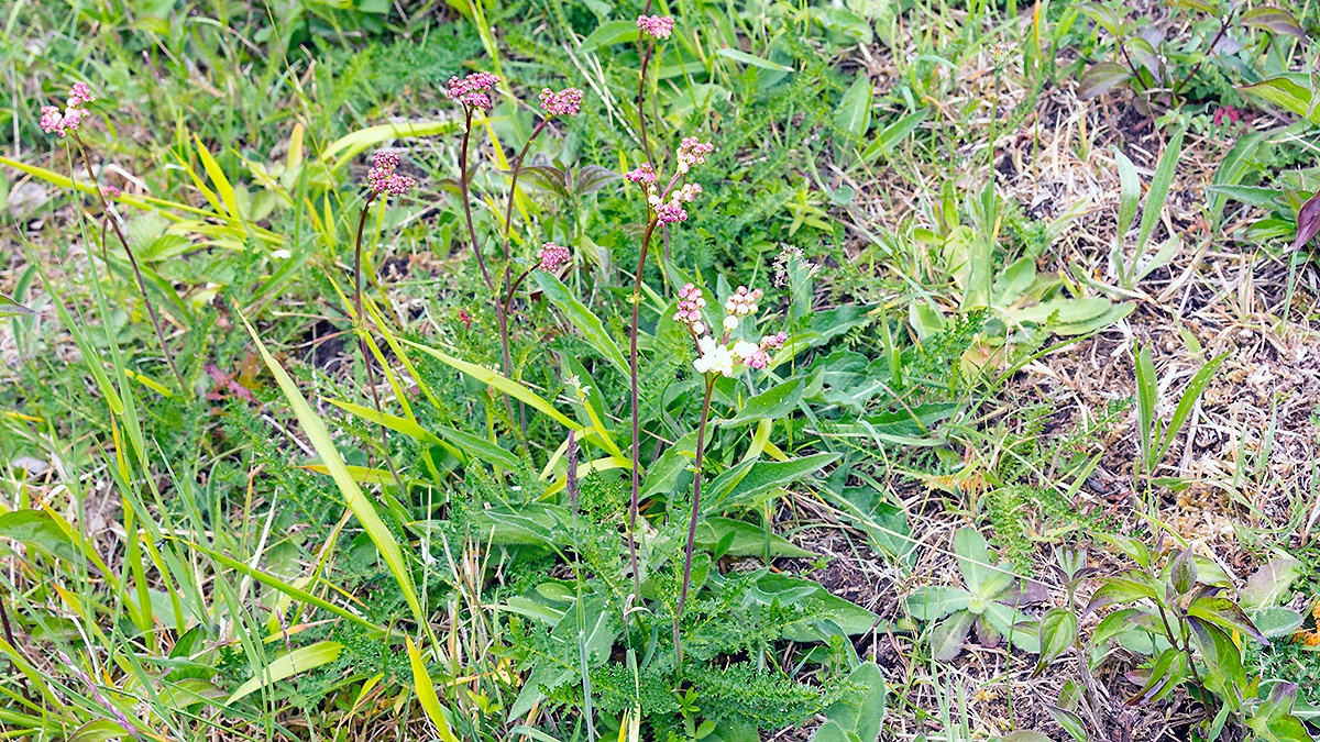 Dropwort [Filipendula vulgaris]