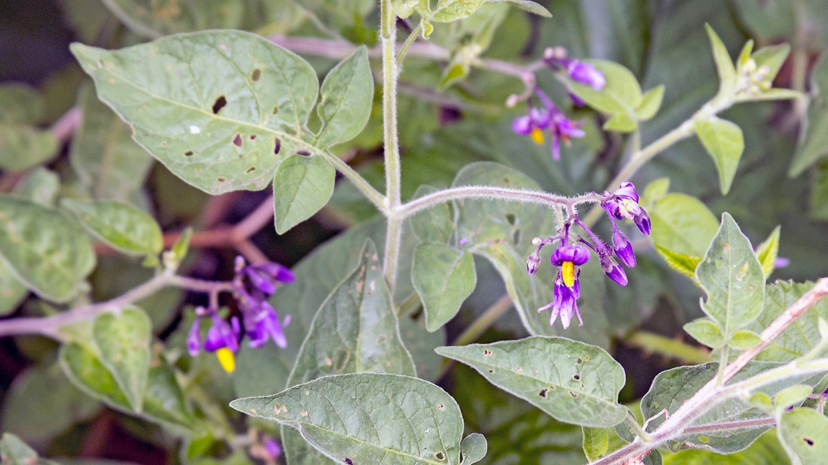 Bittersweet [Solanum dulcamara]