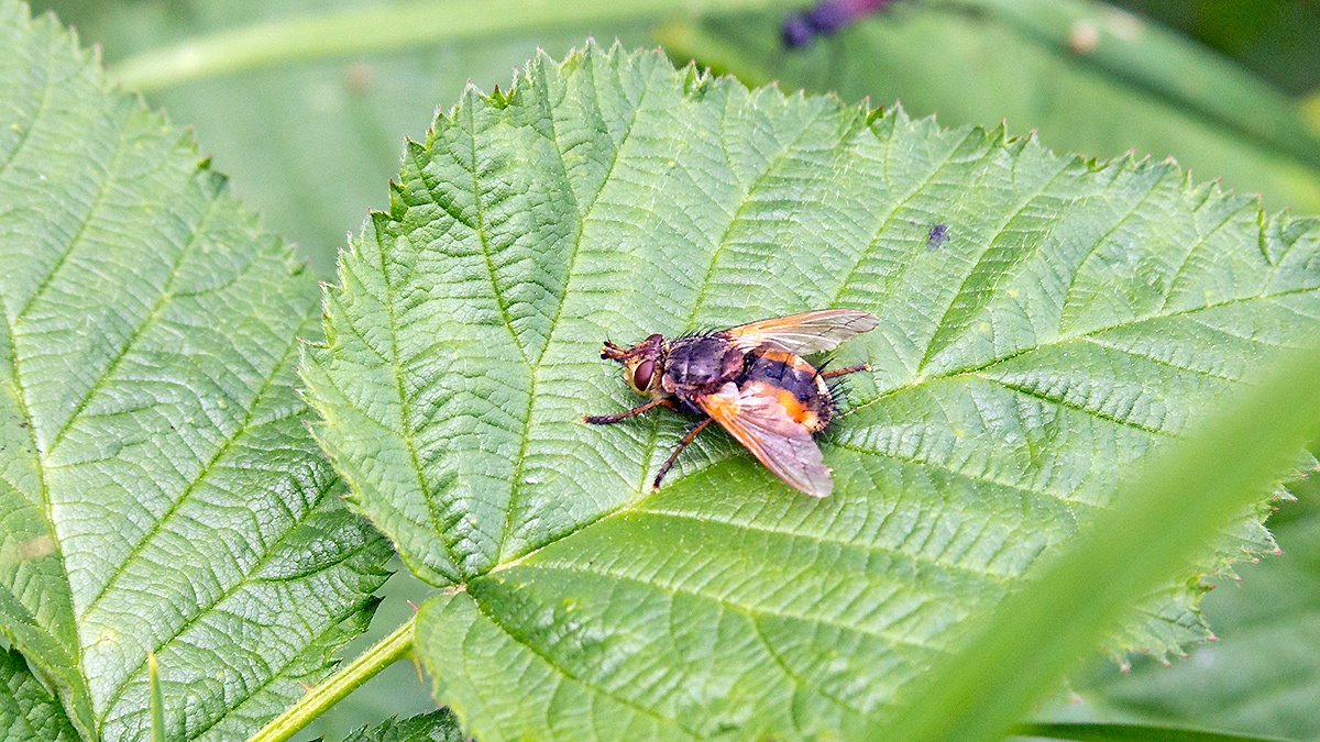 Common Tachinid [Tachina fera]