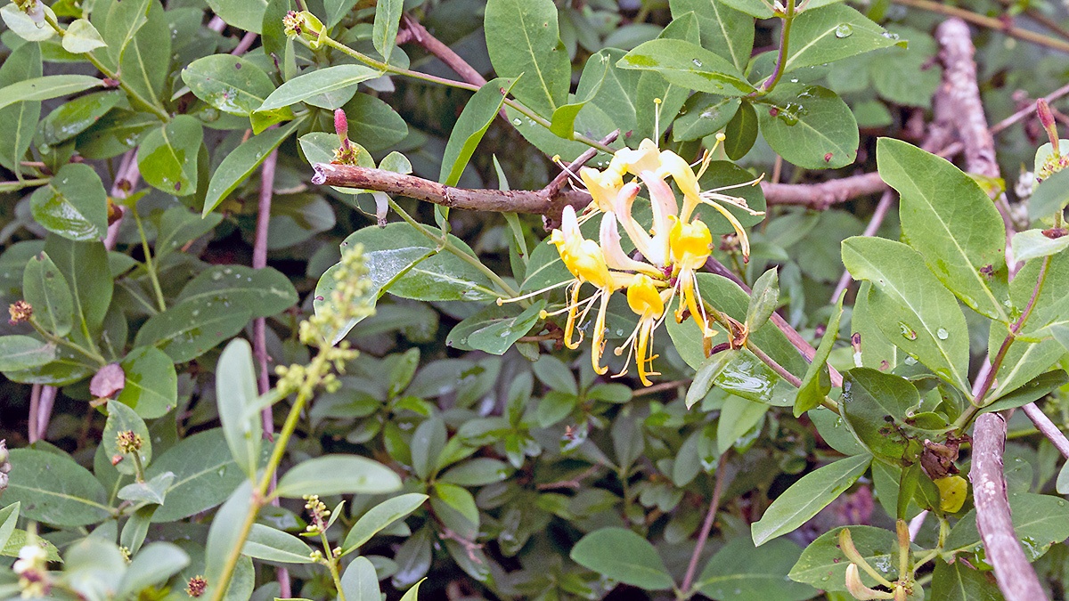 Common Honeysuckle [Lonicera periclymenum]