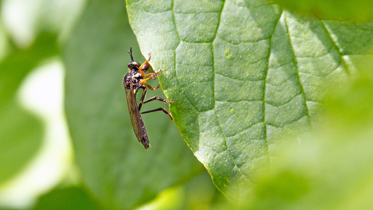 Common Red-legged Robberfly [Dioctria rufipes]