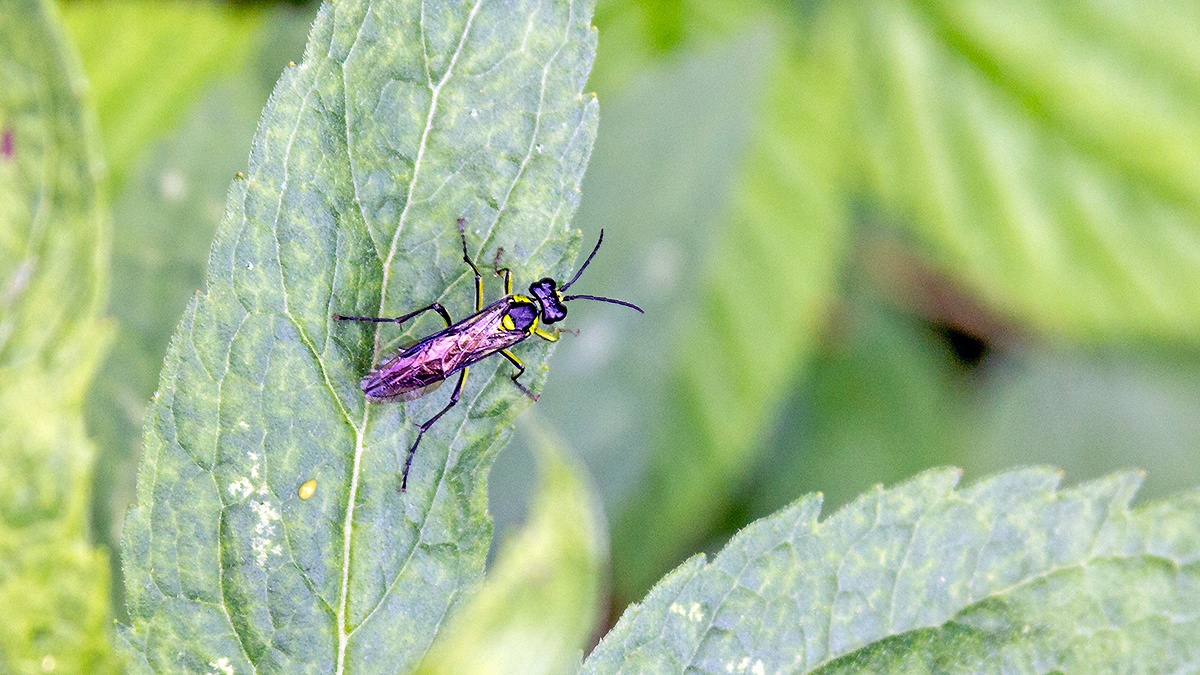 Common Green Tenthredo [Tenthredo mesomela]