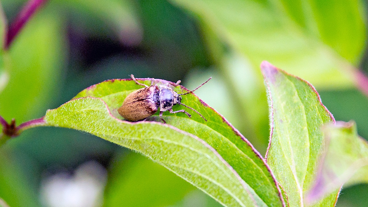 Orchid Beetle [Dascillus cervinus]