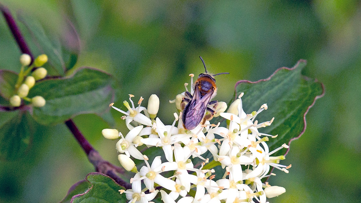 Early Mining Bee [Andrena haemorrhoa?]