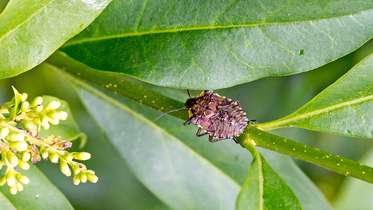 Forest Bug [Pentatoma rufipes]