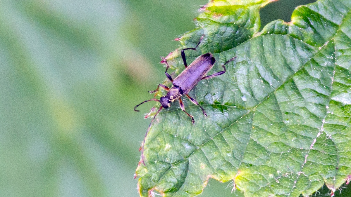 Common Grammoptera [Grammoptera ruficornis]