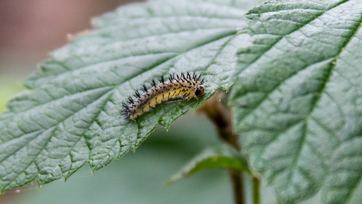 Orange Bordered Oak-cutter sawfly [Periclista pubescens]
