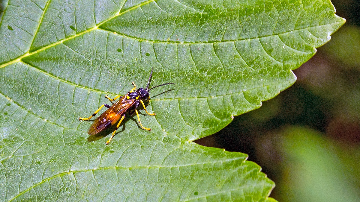 Large Yellow-girdled Tenthredo [Tenthredo maculata]