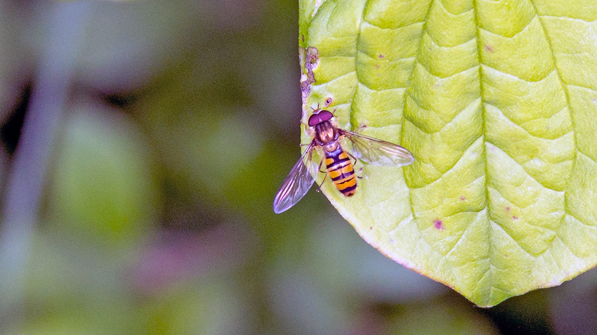 Marmalade Hoverfly [Episyrphus balteatus]
