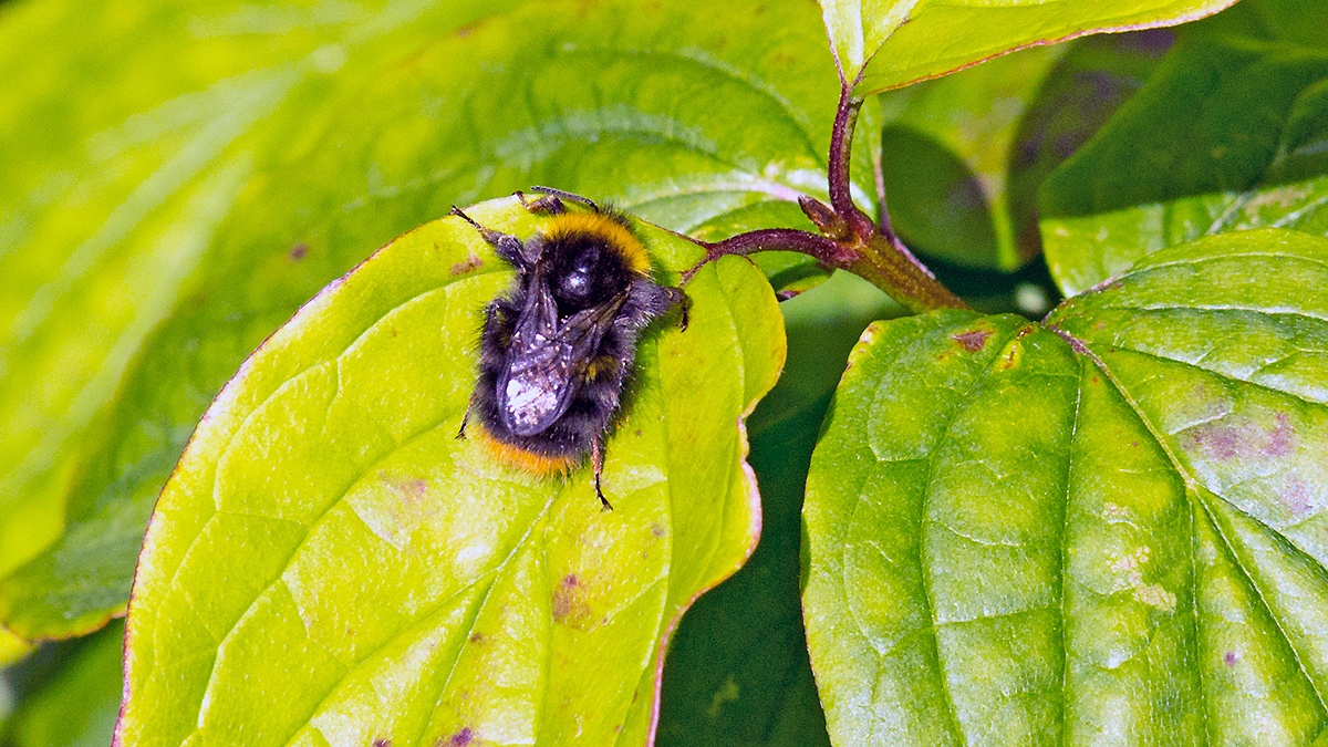 Early Bumblebee [Bombus pratorum]
