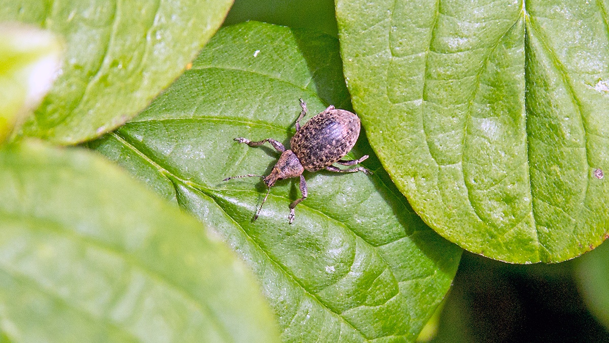 Chequered Weevil [Liophloeus tessulatus]