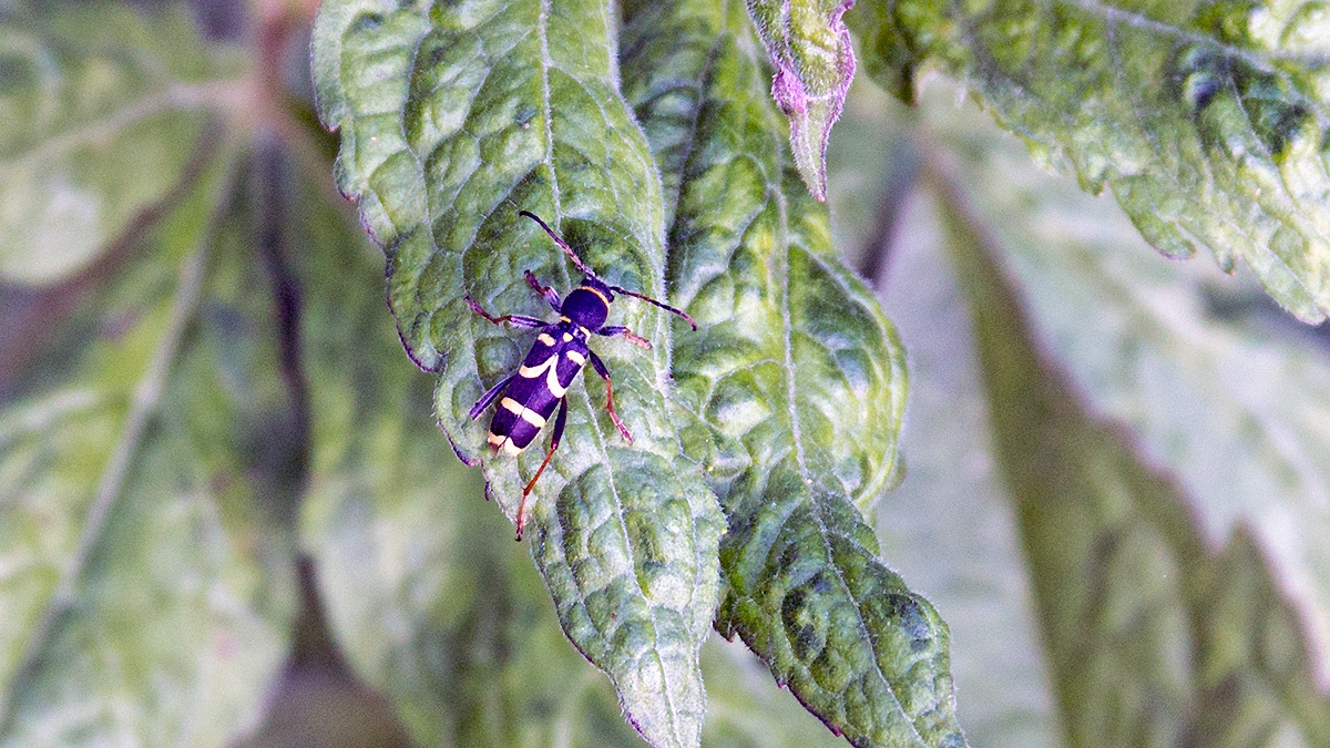 Wasp Beetle [Clytus arietis]