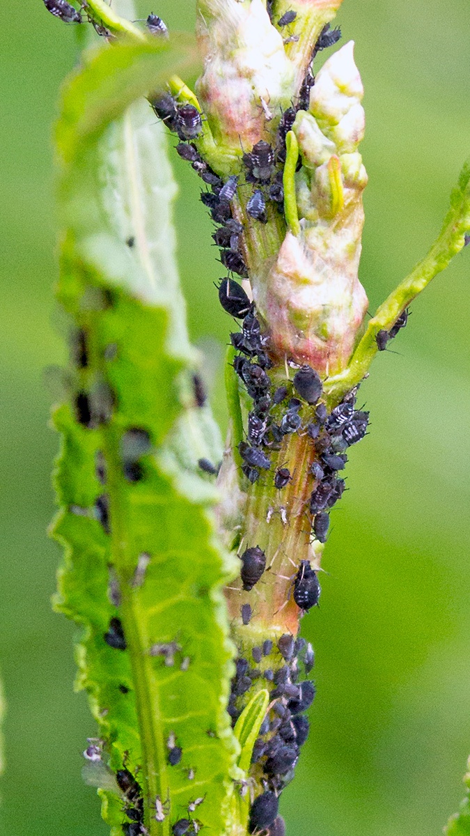 Black Bean Aphid [Aphis fabae]