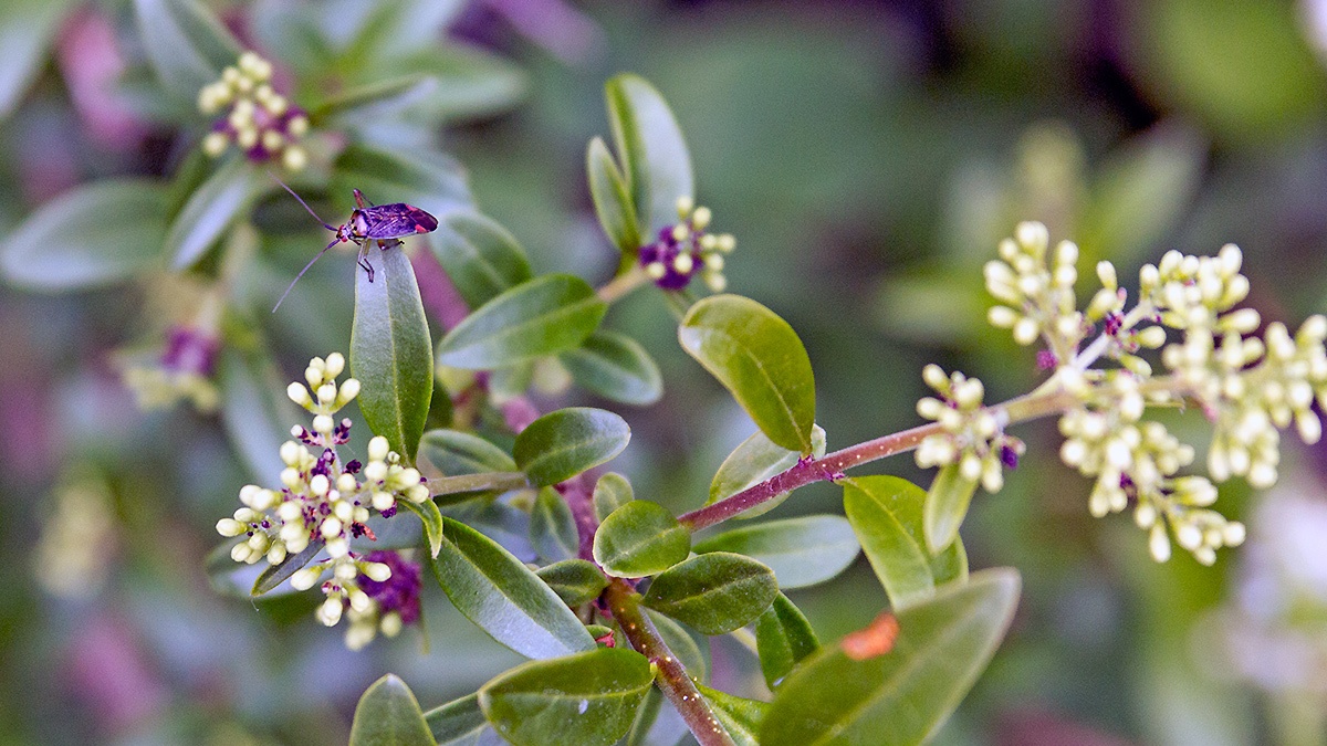 Trivial Plant Bug [Closterotomus trivialis]