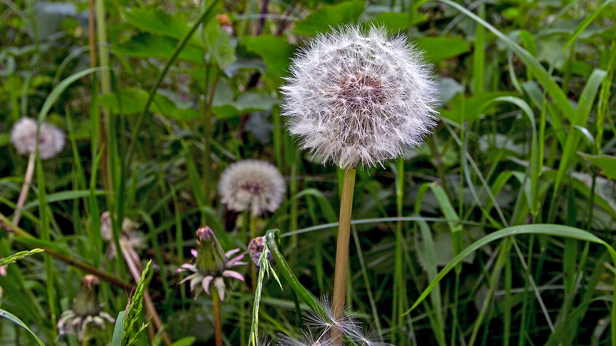 Dandelion [Taraxacum officinale]