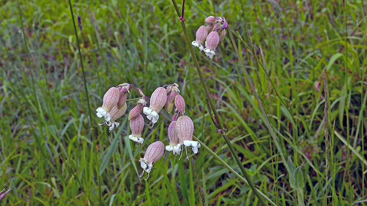Bladder Campion [Silene vulgaris]