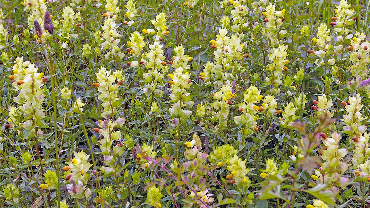 Yellow Rattle [Rhinanthus minor]