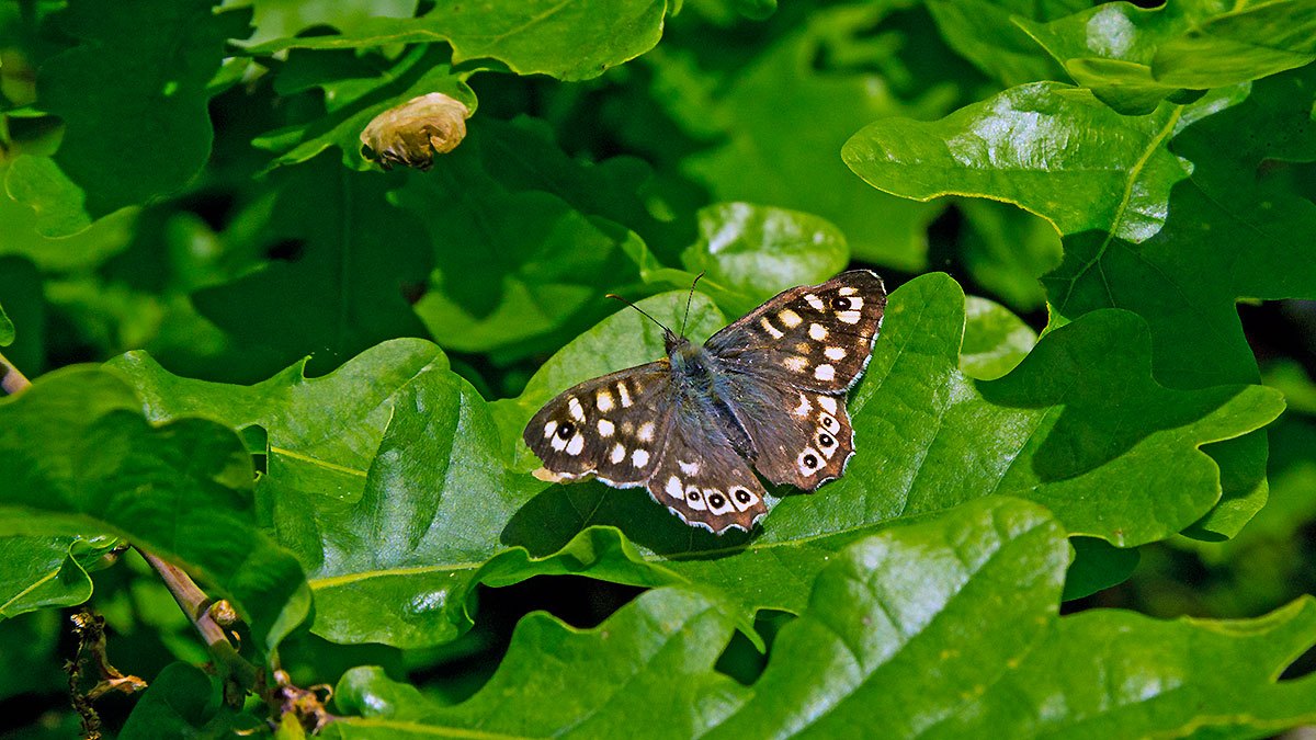 Speckled Wood [Pararge aegeria]
