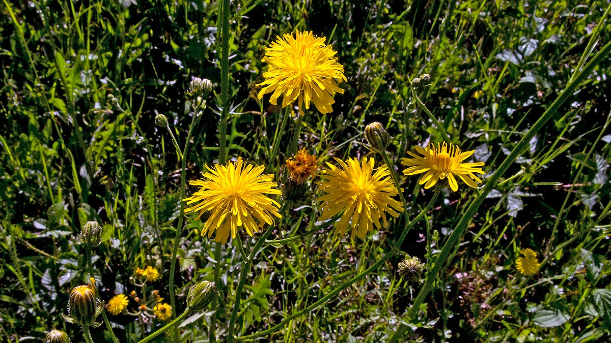 Rough Hawk's-beard [Crepis biennis]