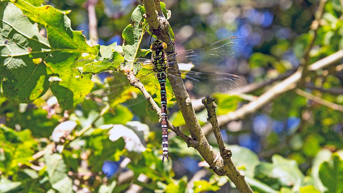 Southern Hawker [Aeshna cyanea]