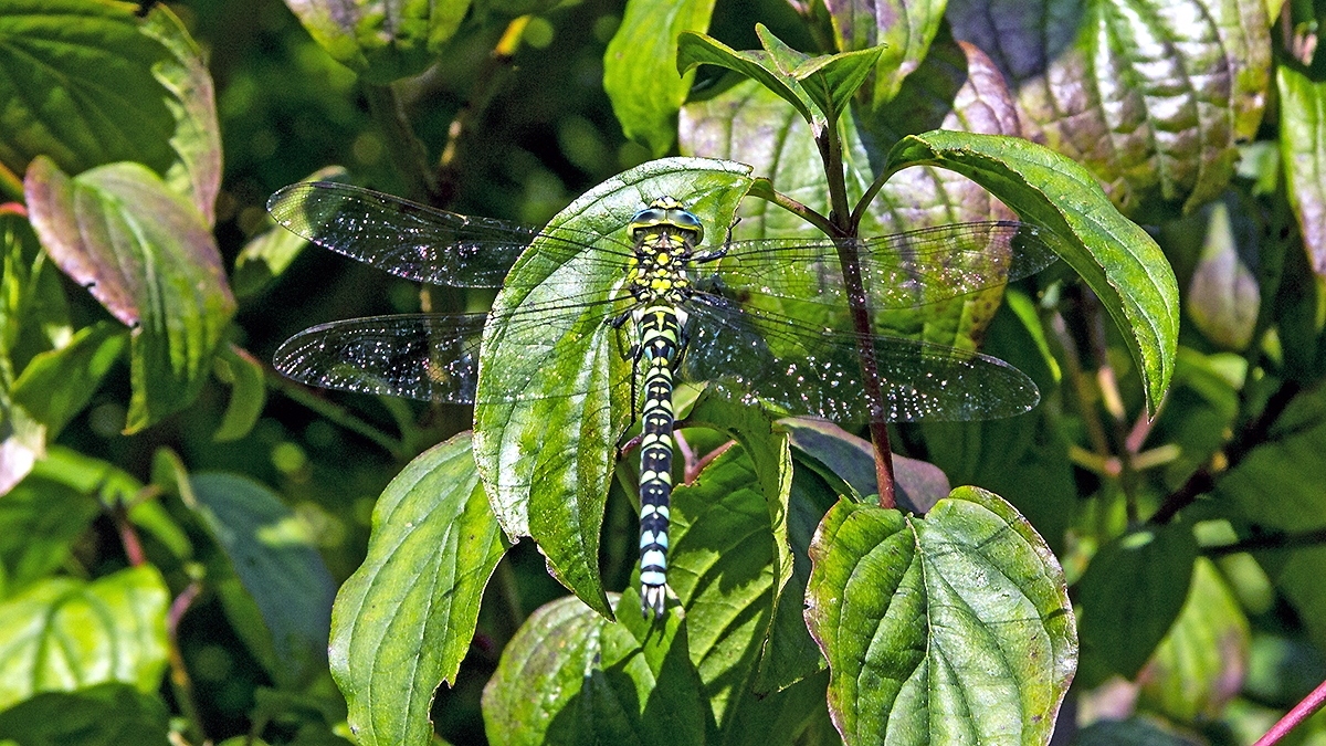 Southern Hawker [Aeshna cyanea]