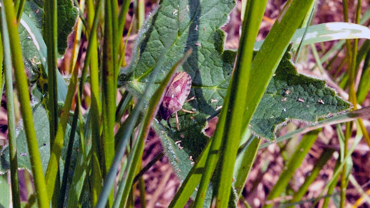 Tortoise Bug [Eurygaster testudinaria]