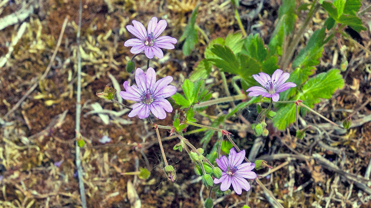 Hedgerow Cranesbill [Geranium pyrenaicum]