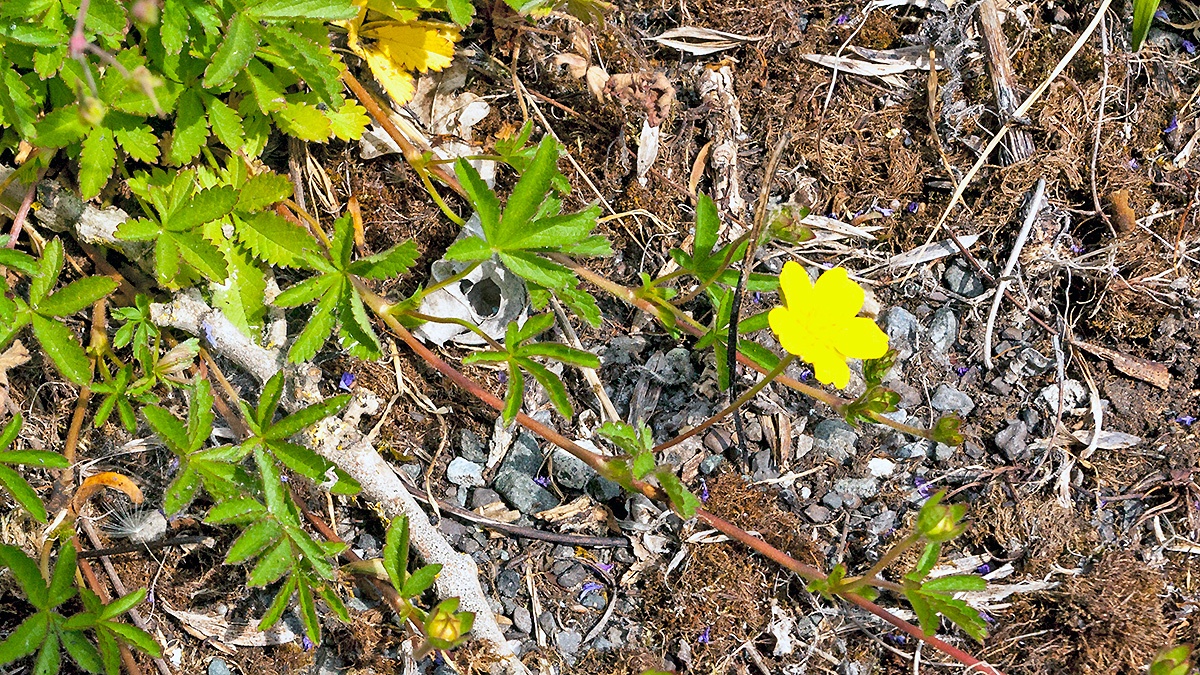 Creeping Cinquefoil [Potentilla reptans]