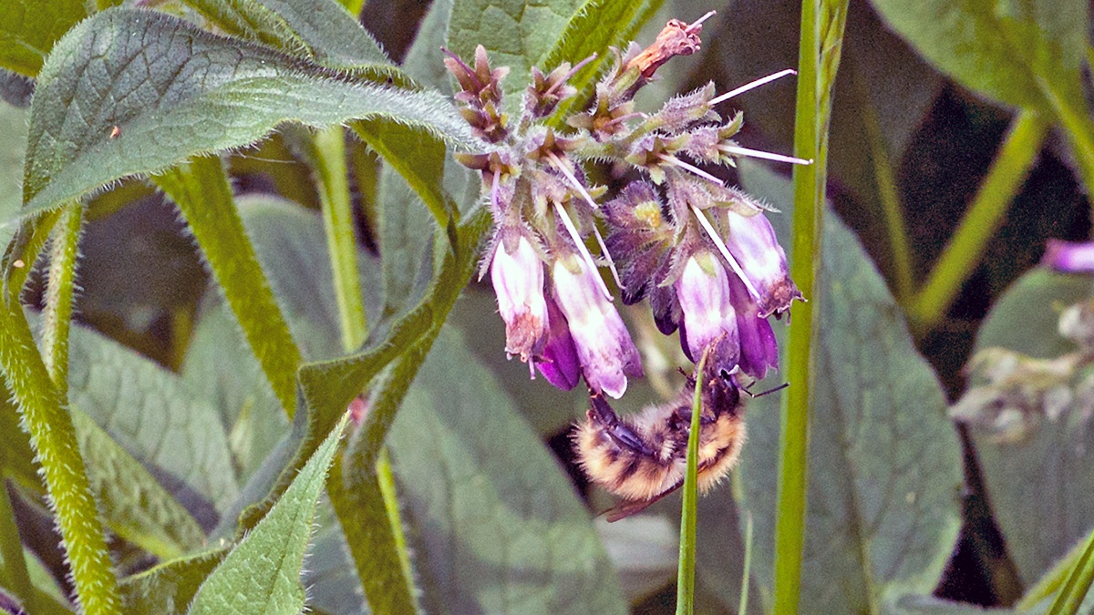 Common Carder Bee [Bombus pascuorum]