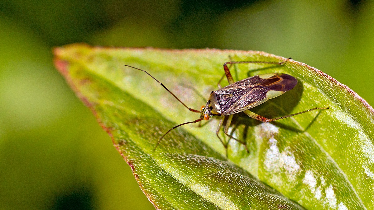 Trivial Plant Bug [Closterotomus trivialis]