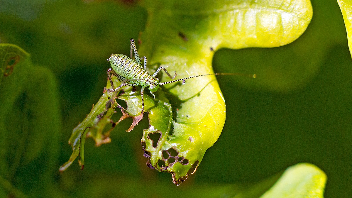 Speckled Bush-cricket [Leptophyes punctatissima]