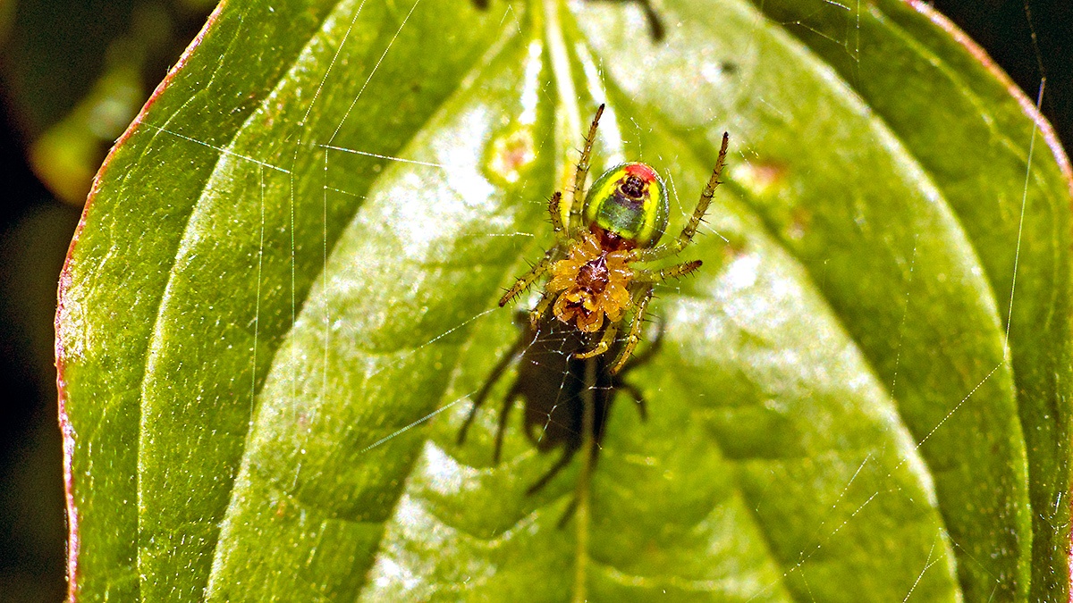 Cucumber Green Spider [Araniella cucurbitina]