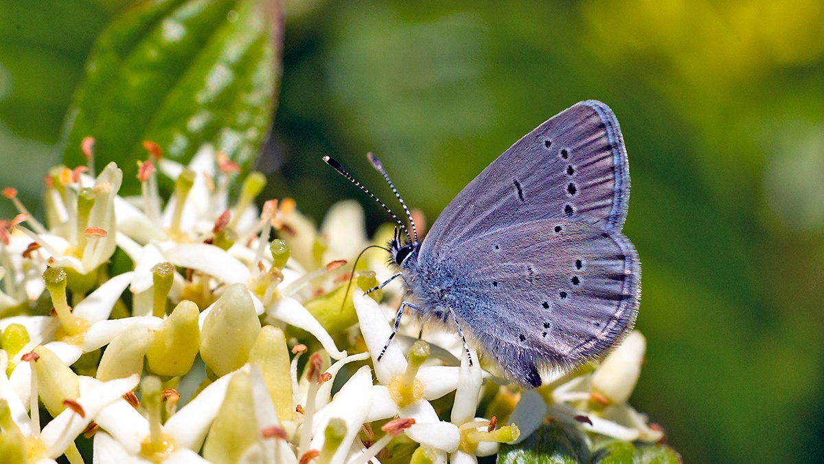 Small Blue [Cupido minimus]