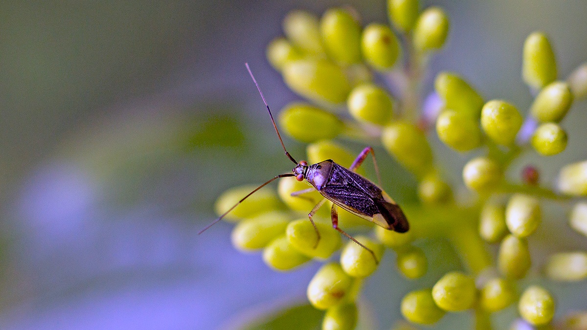Trivial Plant Bug [Closterotomus trivialis]